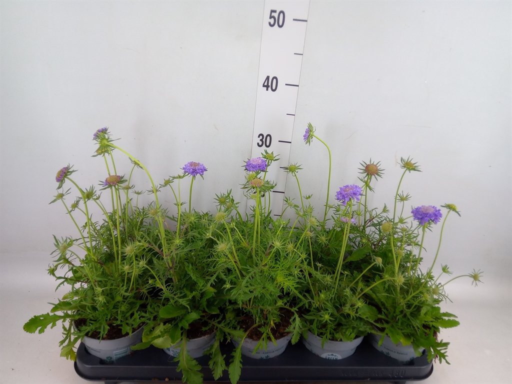 Горшечные цветы и растения оптом Scabiosa Japonica от 10шт из Голландии с доставкой по России