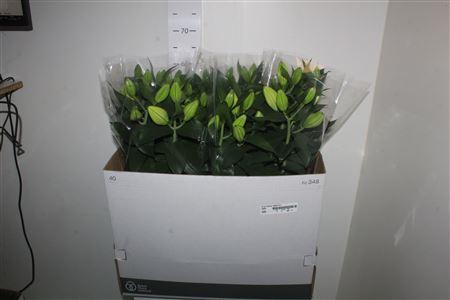 Горшечные цветы и растения оптом Lil Or Sunny Robyn 4+ от 5шт из Голландии с доставкой по России