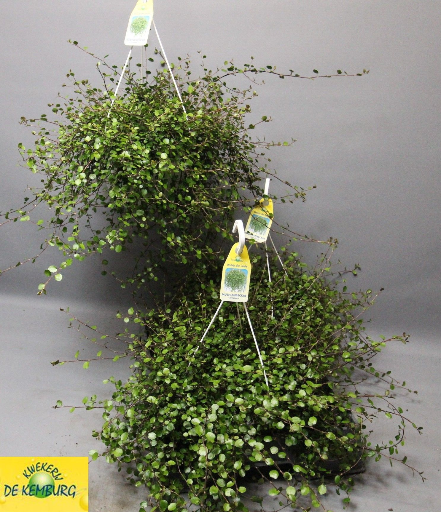 Горшечные цветы и растения оптом Muehlenbeck Co Maori от 3шт из Голландии с доставкой по России