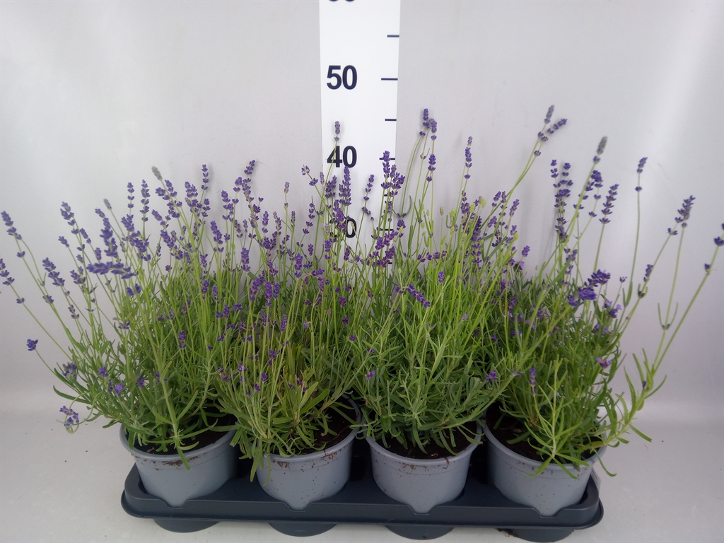 Горшечные цветы и растения оптом Lavandula Angus. hidcote от 8шт из Голландии с доставкой по России