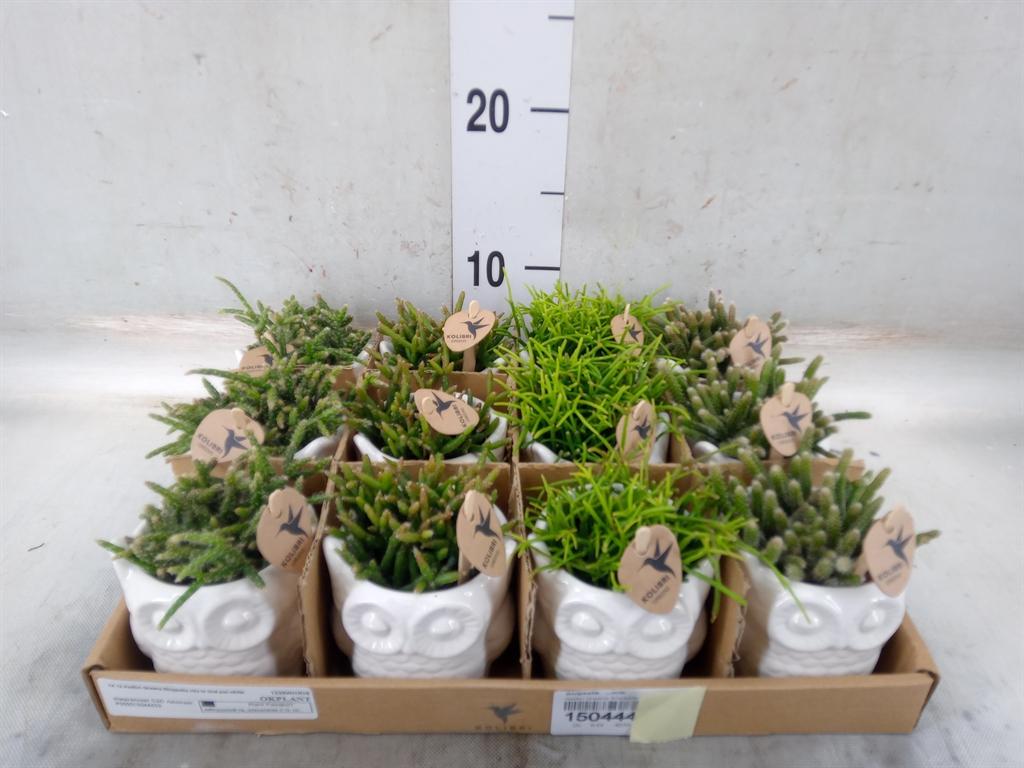 Горшечные цветы и растения оптом Rhipsalis   ...mix от 12шт (для телеги) из Голландии с доставкой по России