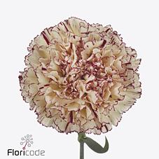 Срезанные цветы оптом Dianthus st lady kiss marrone от 80шт из Голландии с доставкой по России