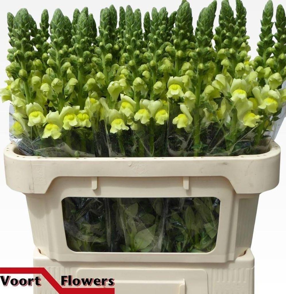 Срезанные цветы оптом Antirrhinum legend yellow от 50шт из Голландии с доставкой по России