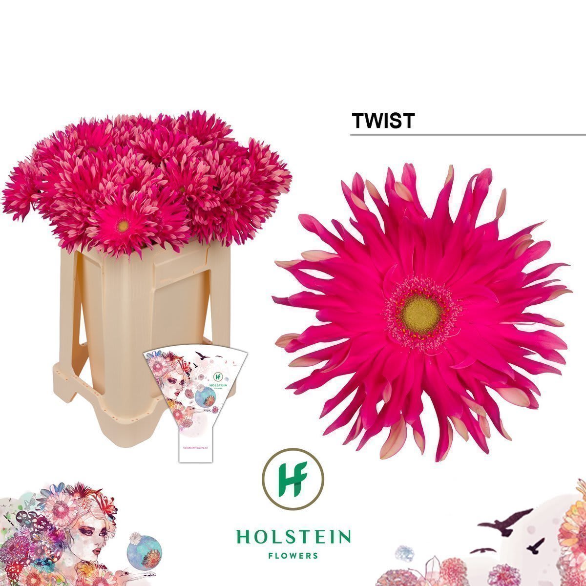 Срезанные цветы оптом Gerbera gerpasta twist от 40шт из Голландии с доставкой по России