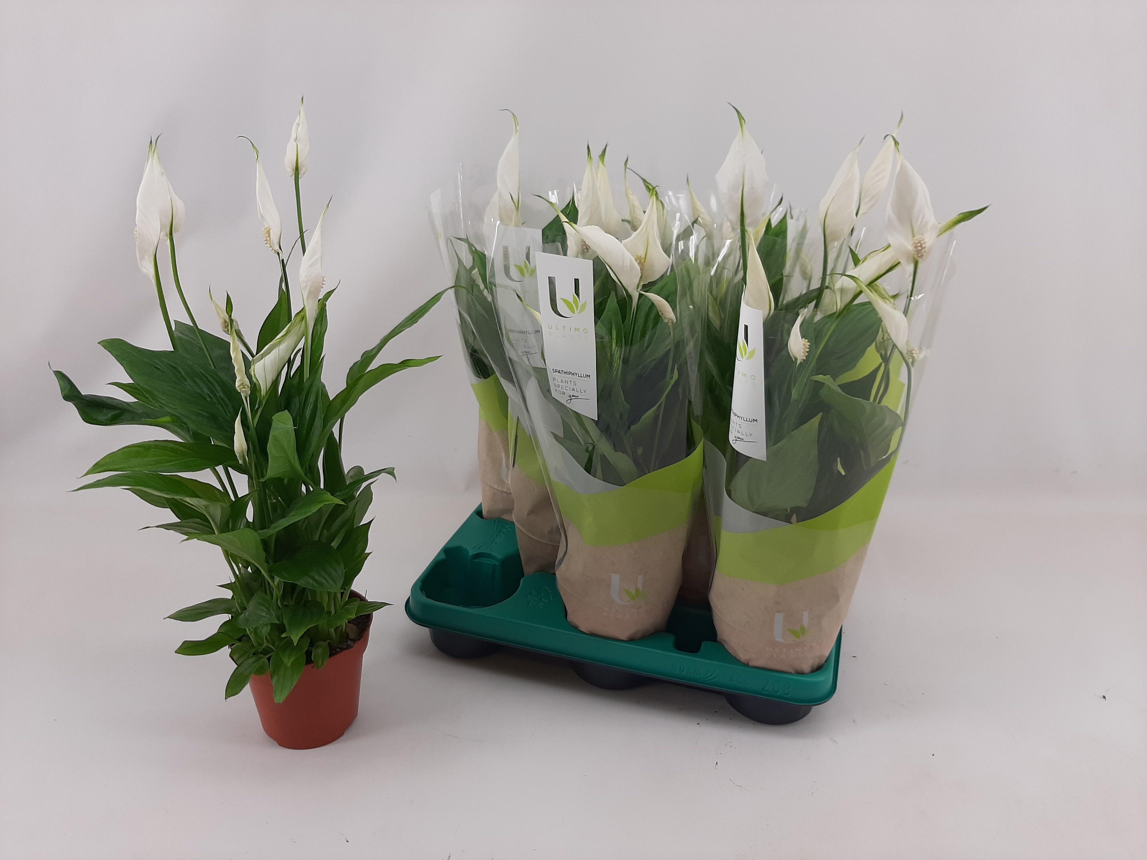 Горшечные цветы и растения оптом Spath Torelli от 8шт из Голландии с доставкой по России