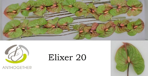 Срезанные цветы оптом Anthurium elixer от 20шт из Голландии с доставкой по России