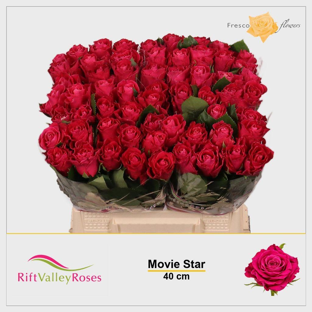 Срезанные цветы оптом Rosa large movie star от 60шт из Голландии с доставкой по России
