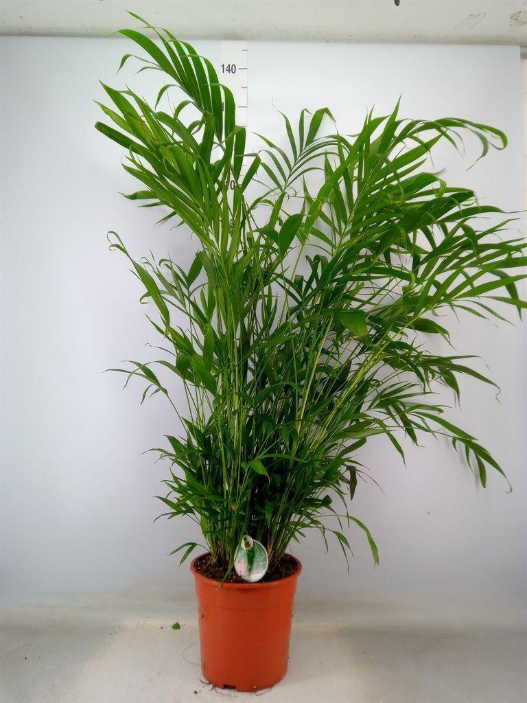 Горшечные цветы и растения оптом Chamaedorea Cataractarum от 1шт из Голландии с доставкой по России