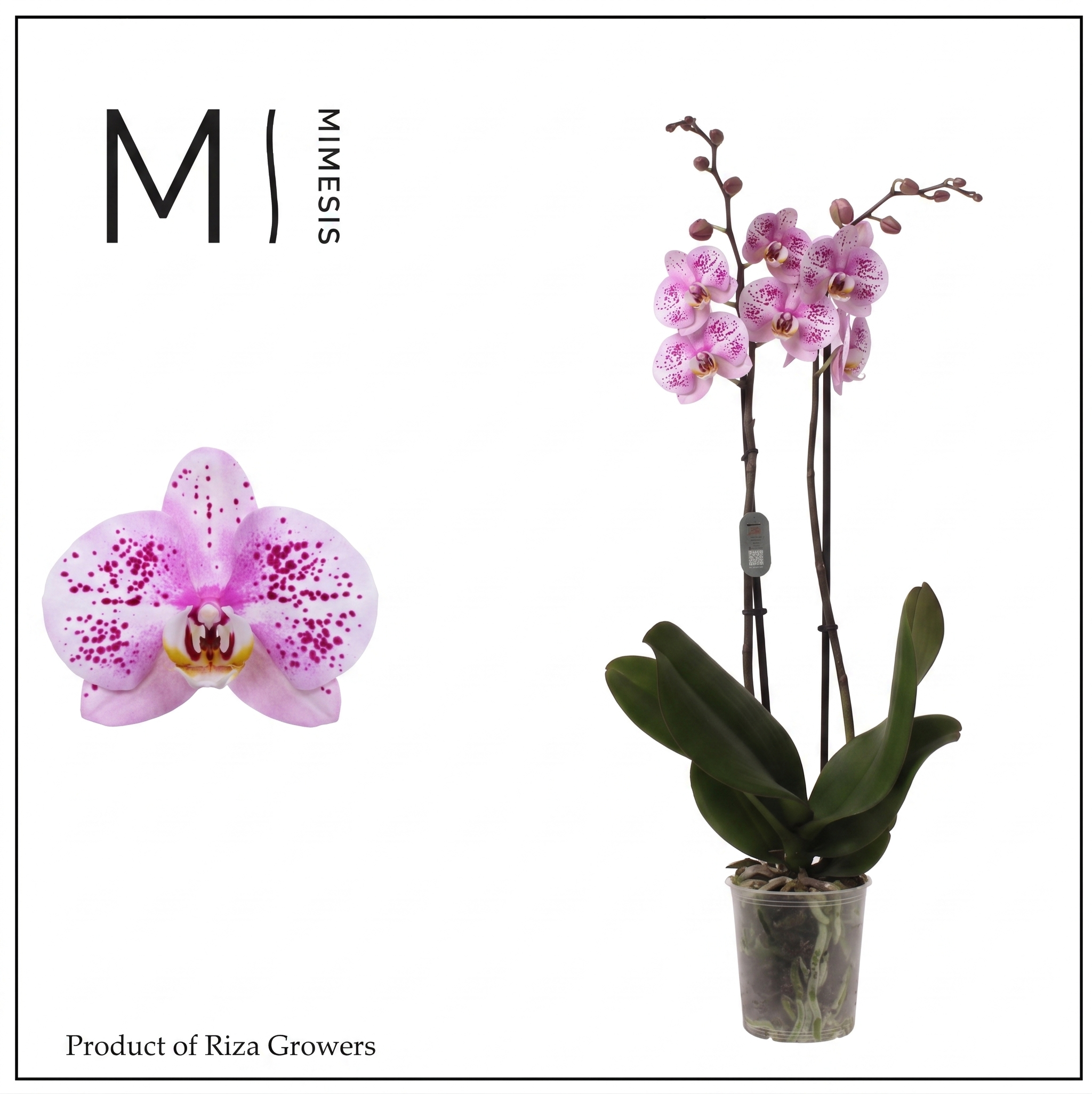 Горшечные цветы и растения оптом Phalaenopsis Amoer 2 Spike - 12cm | Mimesis от 10шт из Голландии с доставкой по России