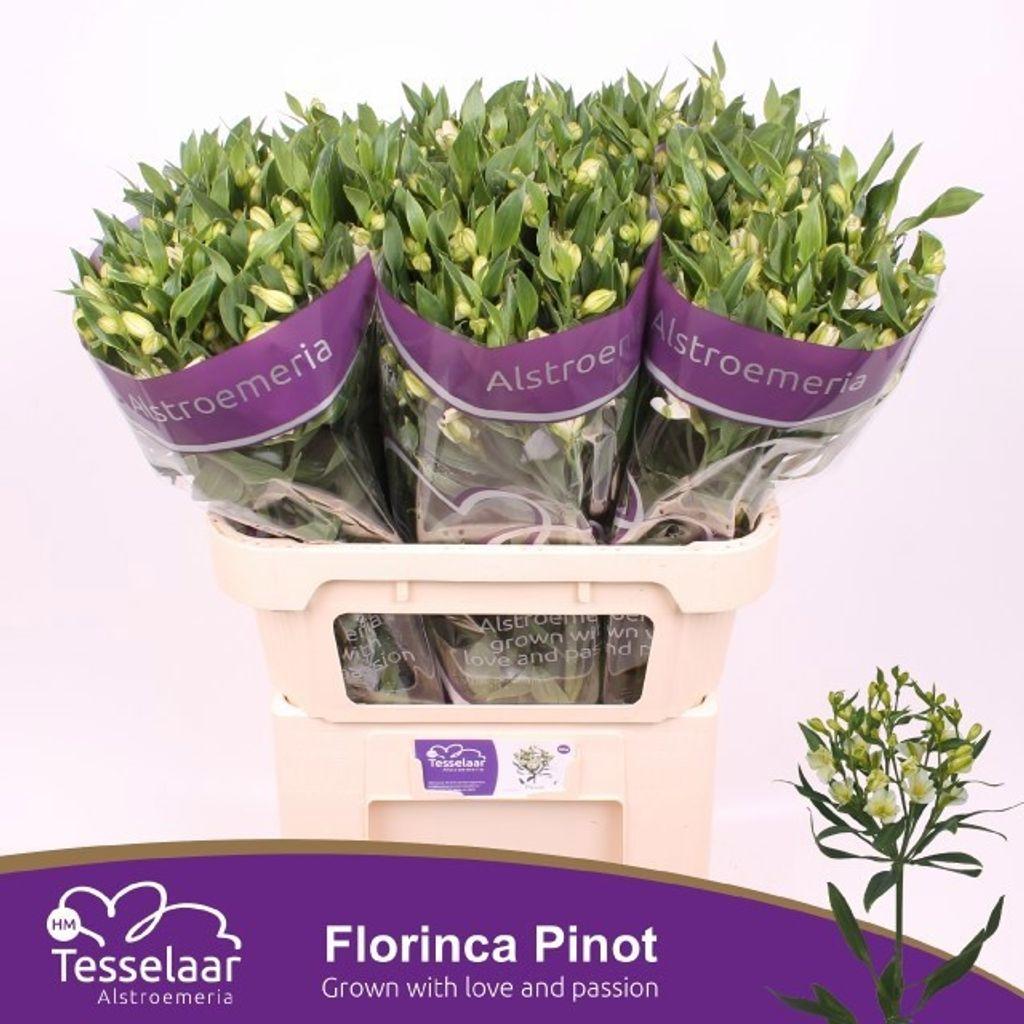Срезанные цветы оптом Alstroemeria fl pinot от 60шт из Голландии с доставкой по России