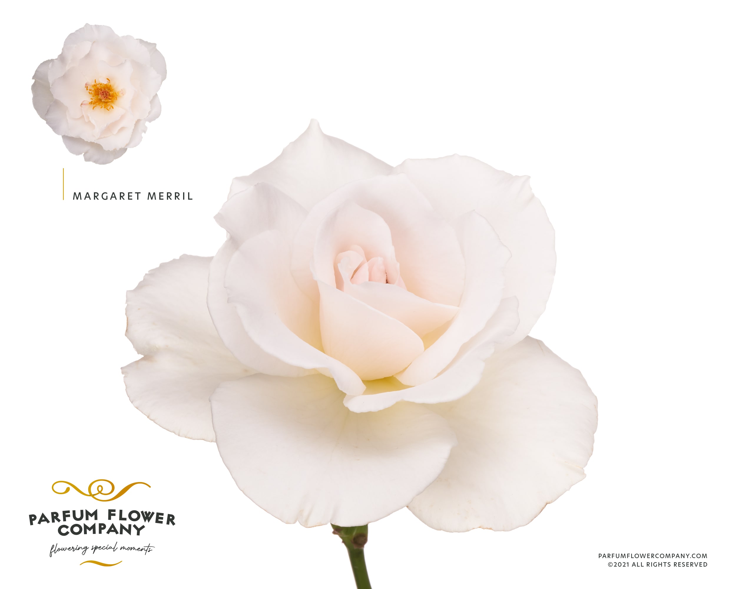 Срезанные цветы оптом Rosa garden margaret merril (scented) от 36шт из Голландии с доставкой по России