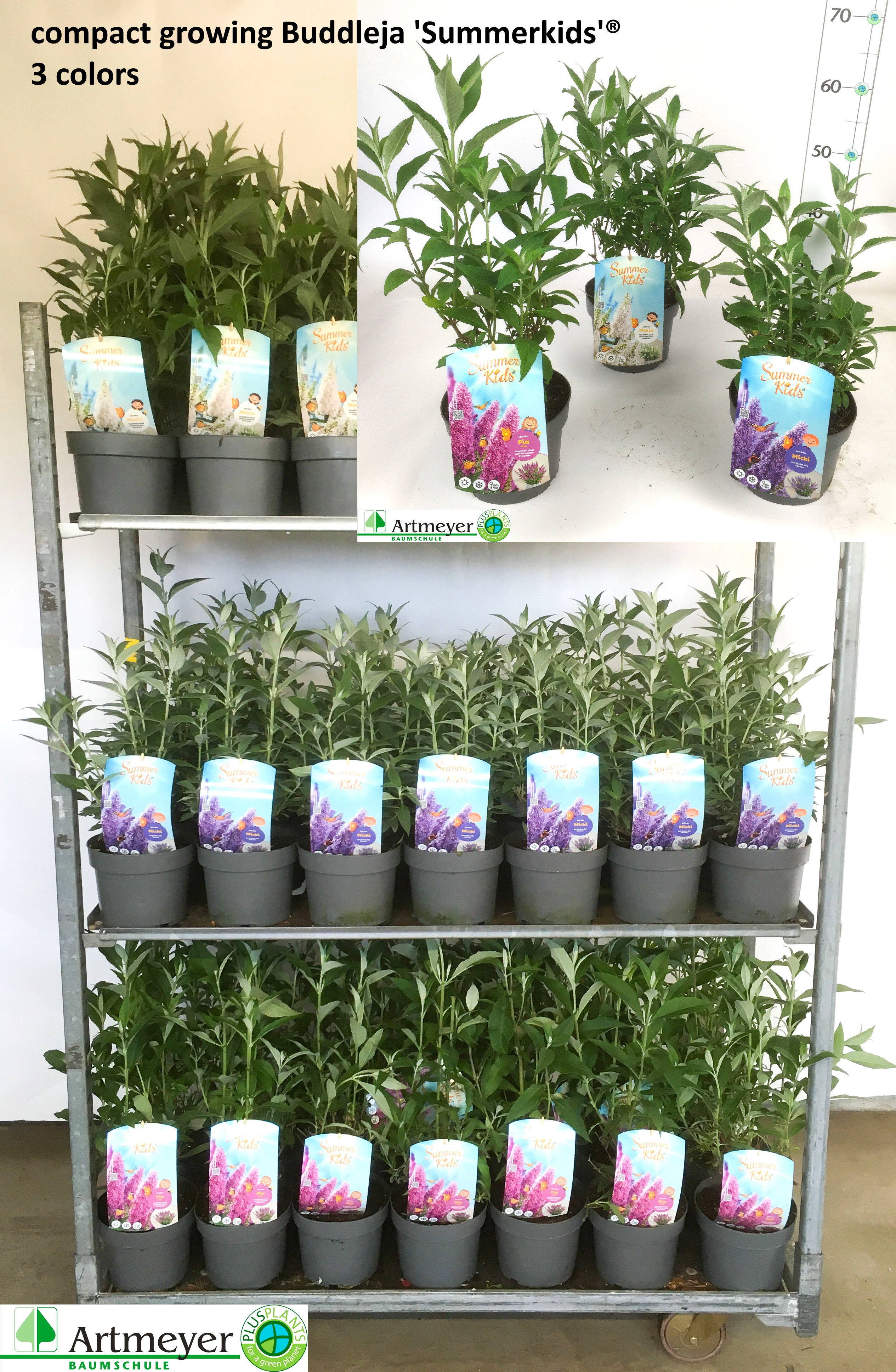 Горшечные цветы и растения оптом Budd Sum Kid Gem от 1шт из Голландии с доставкой по России