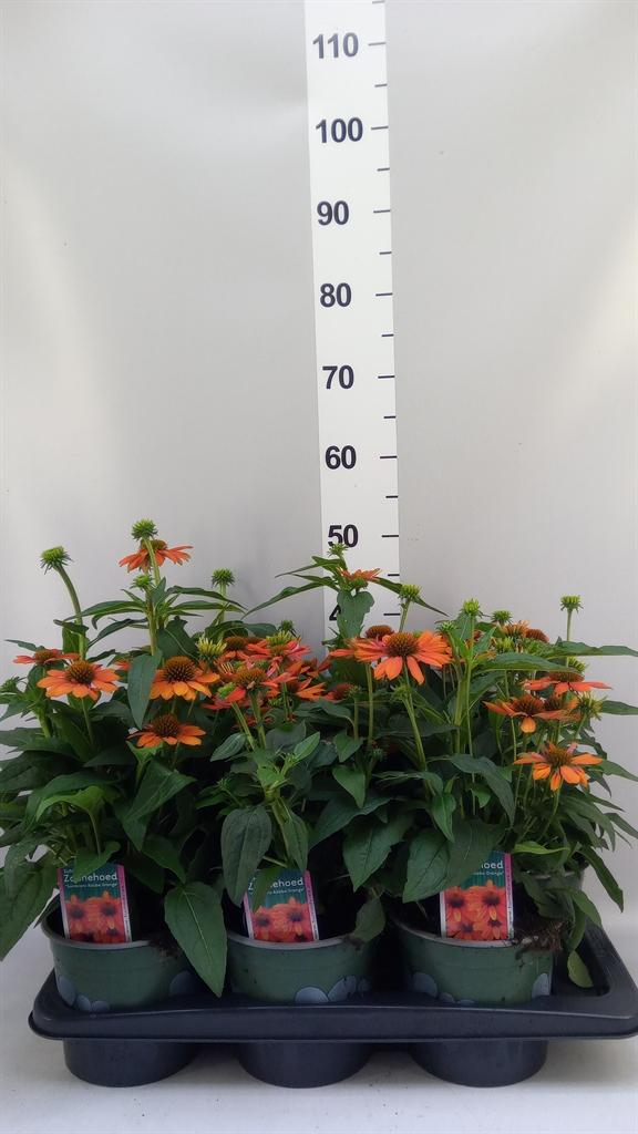 Горшечные цветы и растения оптом Echinacea sombrero Adobe Orange от 6шт из Голландии с доставкой по России
