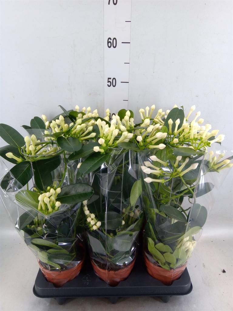 Горшечные цветы и растения оптом Stephanotis Fleur Parfum 6-9 от 6шт из Голландии с доставкой по России