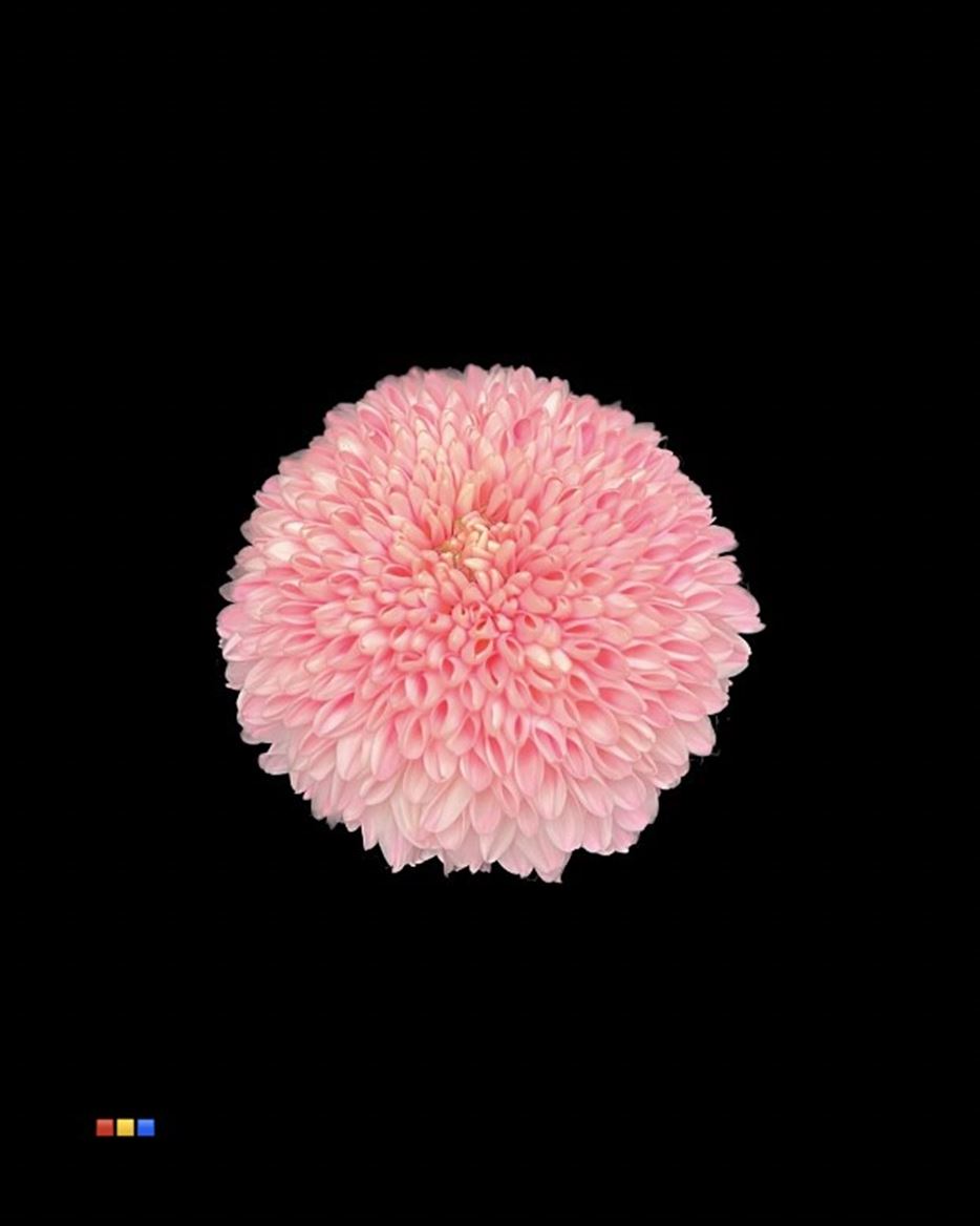 Срезанные цветы оптом Chrys bl paint superbowl pastel pink от 40шт из Голландии с доставкой по России