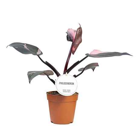 Горшечные цветы и растения оптом Philodendron Pink Princess от 6шт из Голландии с доставкой по России