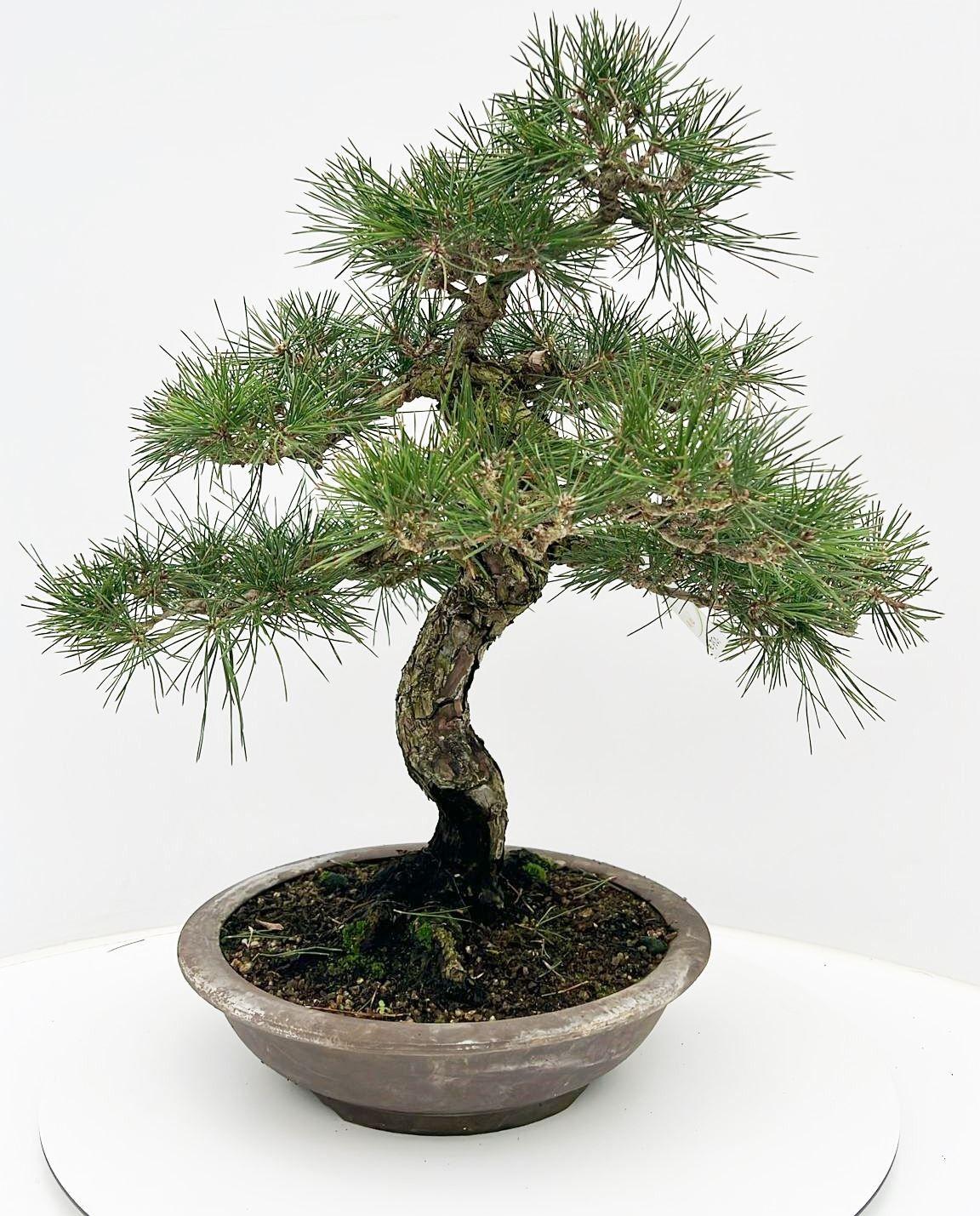 Горшечные цветы и растения оптом Pinus Parviflora, 32cm, Height 65cm. (single Item) от 1шт из Голландии с доставкой по России