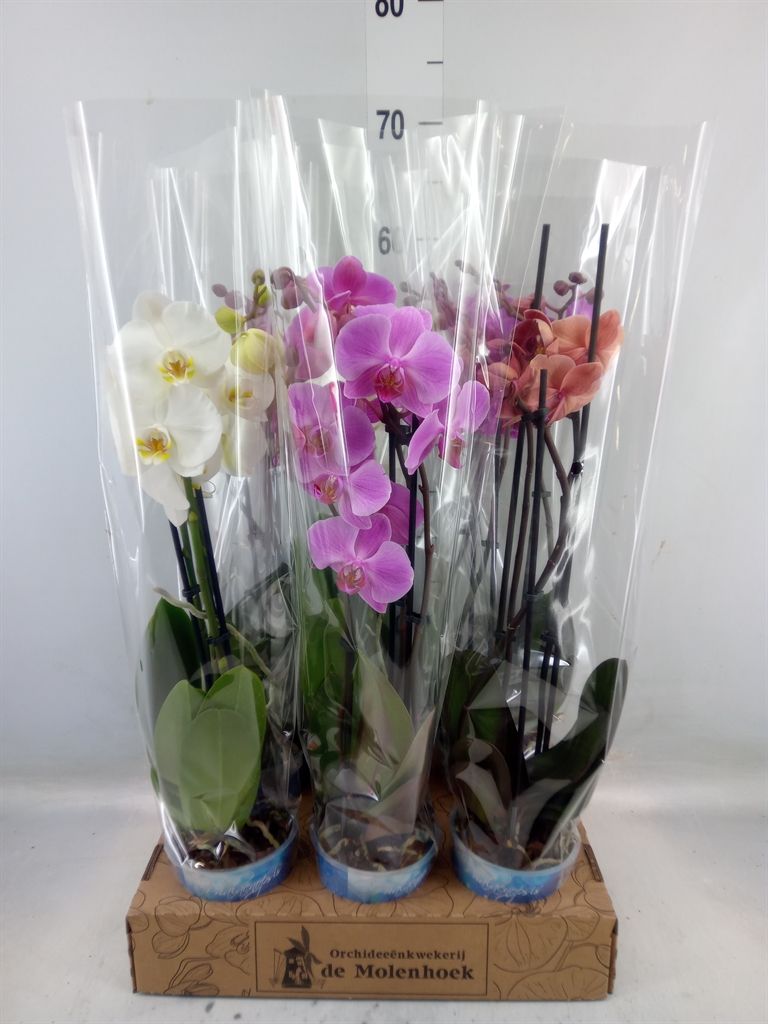 Горшечные цветы и растения оптом Phalaenopsis   ...mix  4 от 6шт из Голландии с доставкой по России