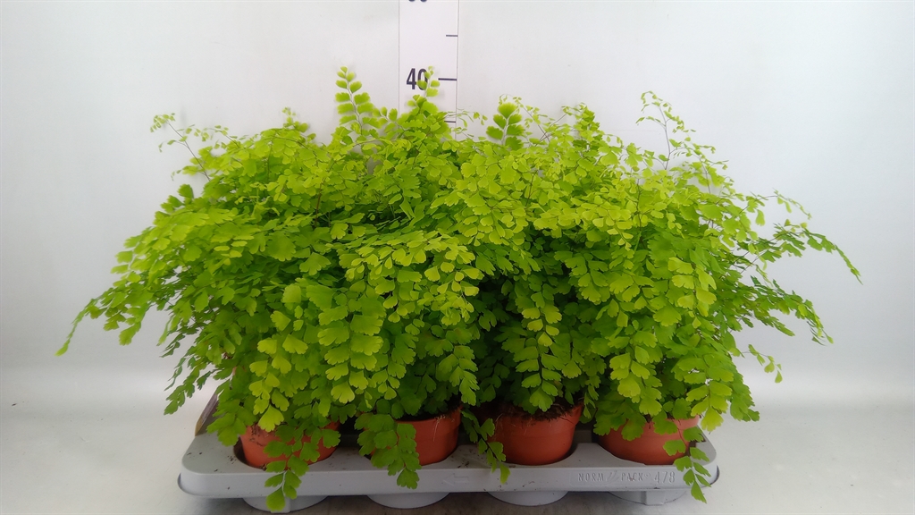 Горшечные цветы и растения оптом Adiantum Fragrans от 8шт из Голландии с доставкой по России