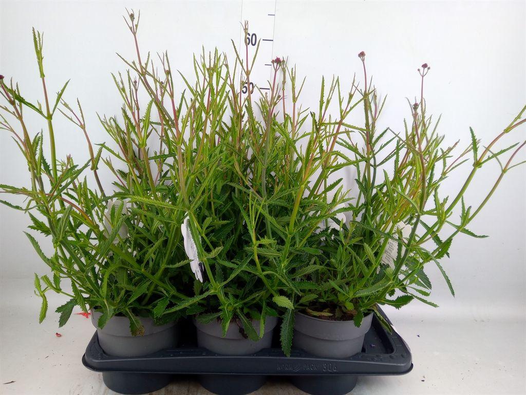 Горшечные цветы и растения оптом Verbena Bonariensis от 6шт из Голландии с доставкой по России