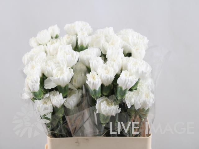 Срезанные цветы оптом Dianthus st white от 80шт из Голландии с доставкой по России