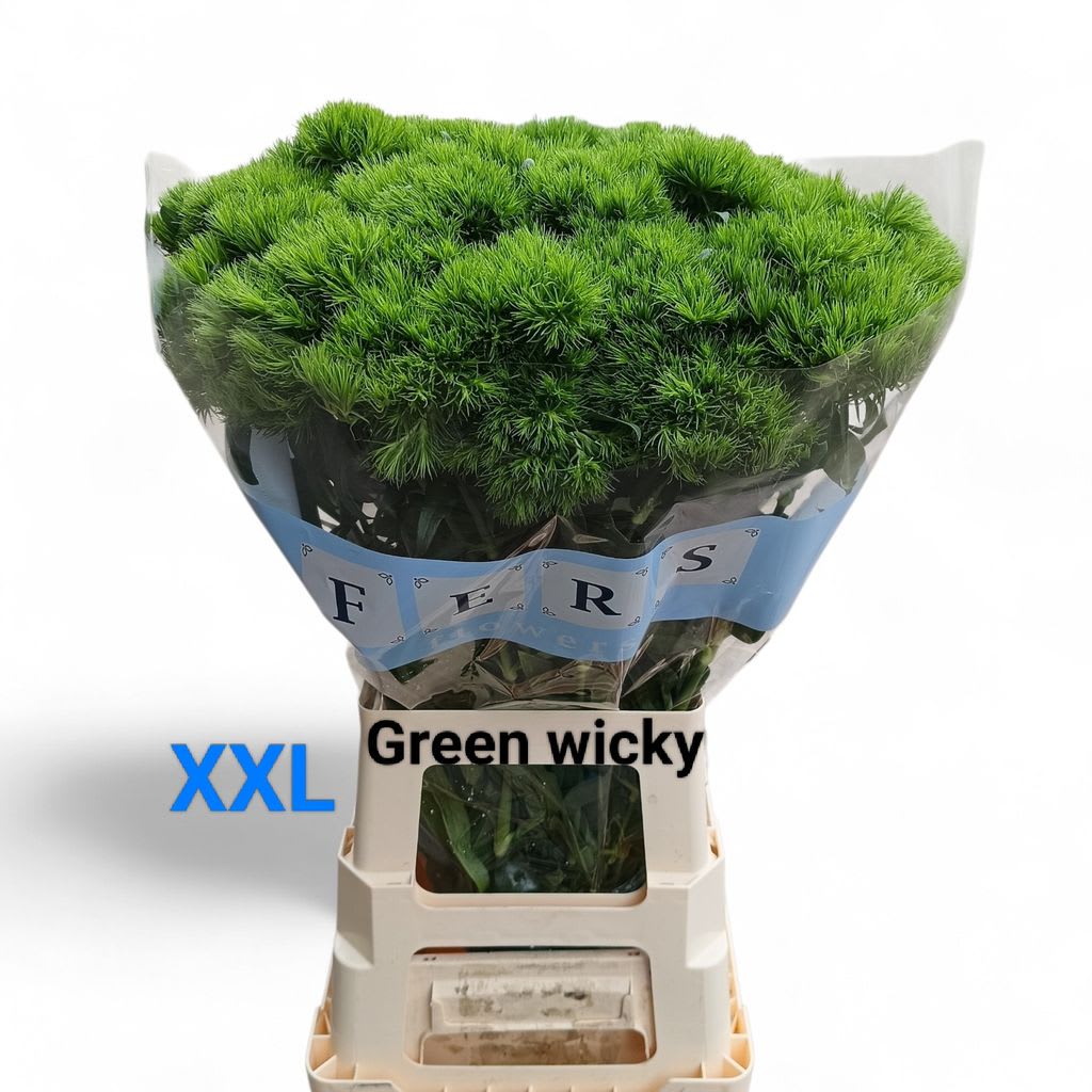 Срезанные цветы оптом Dianthus br green wicky от 25шт из Голландии с доставкой по России