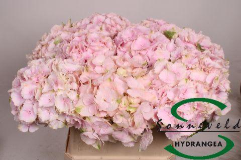 Срезанные цветы оптом Hydrangea verena pink-green от 10шт из Голландии с доставкой по России