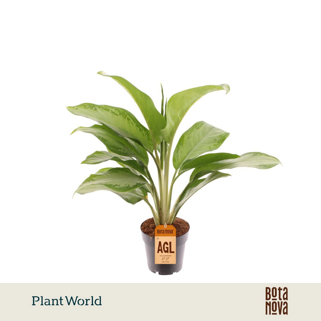 Горшечные цветы и растения оптом Aglaonema Silver Bay от 7шт из Голландии с доставкой по России