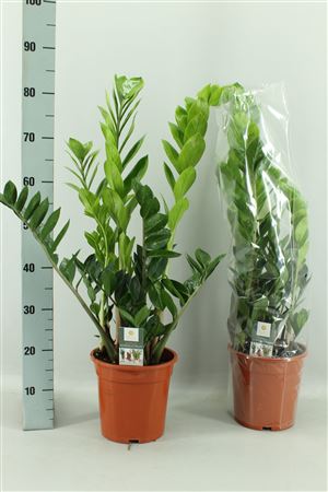 Горшечные цветы и растения оптом Zamio Zamiifolia 5-6+++ P21 * Spring Deal * от 1шт из Голландии с доставкой по России