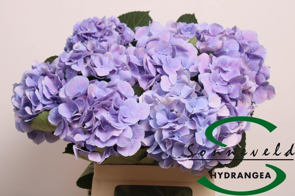Срезанные цветы оптом Hydrangea marsepein blue от 10шт. из Голландии с доставкой по России