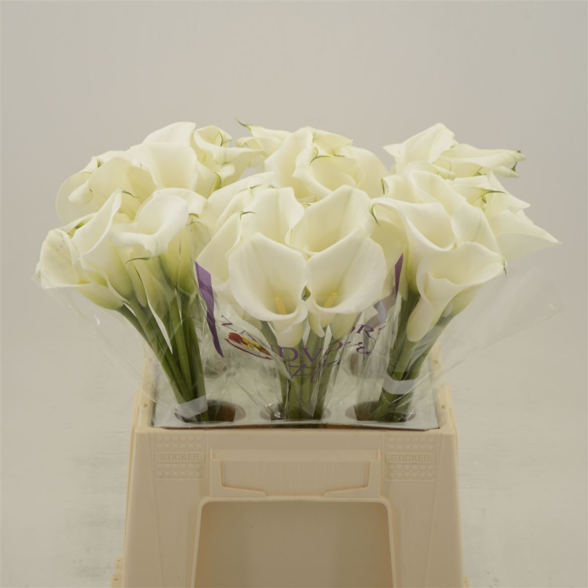 Срезанные цветы оптом Zantedeschia white art double от 60шт из Голландии с доставкой по России