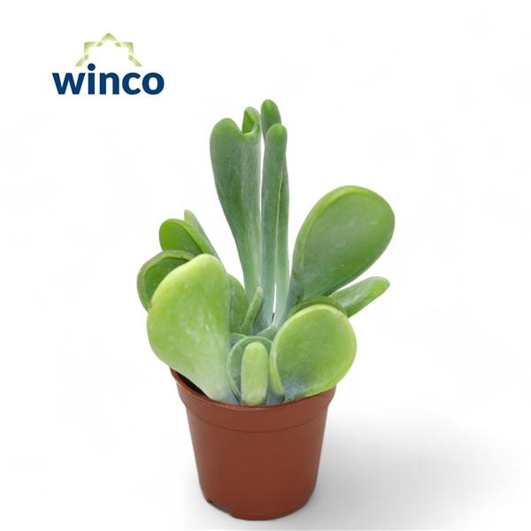 Горшечные цветы и растения оптом Kalanchoe Oricula от 20шт (для телеги) из Голландии с доставкой по России