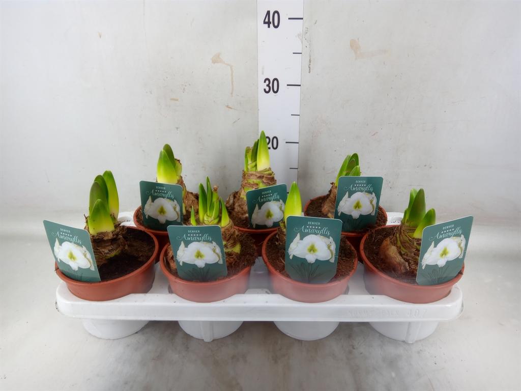 Горшечные цветы и растения оптом Hippeastrum   ... от 7шт' из Голландии с доставкой по России