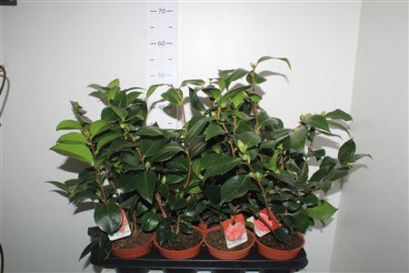 Горшечные цветы и растения оптом Camellia Japonica 10+ от 8шт из Голландии с доставкой по России