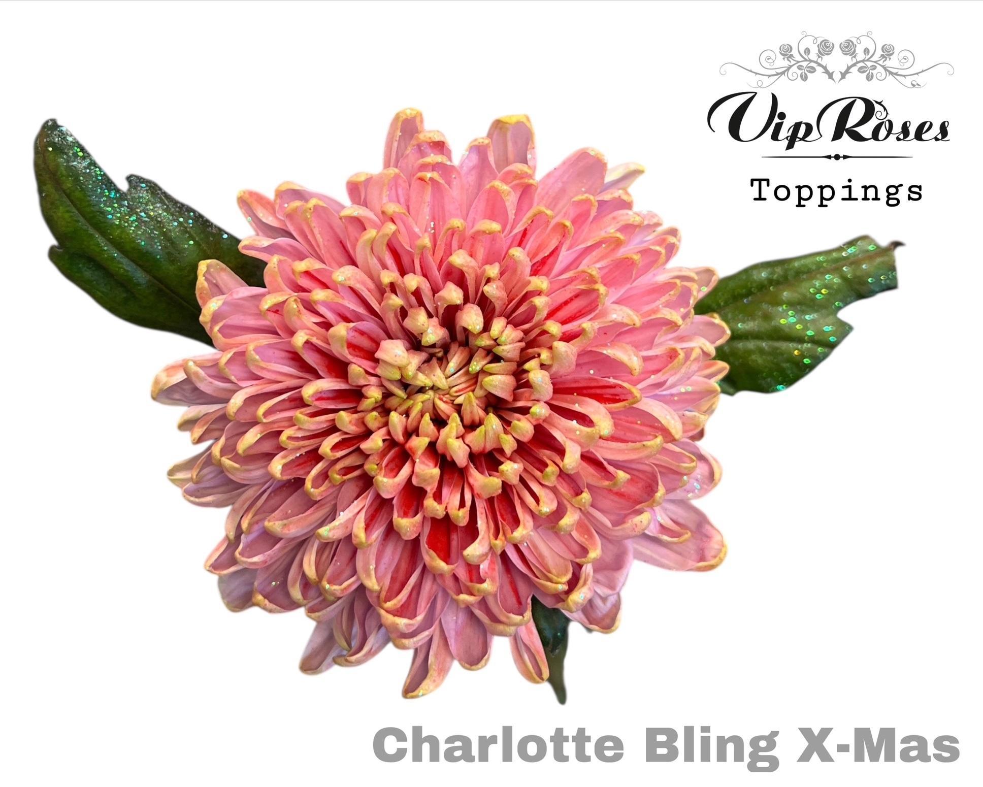 Срезанные цветы оптом Chrys bl paint charlotte bling x-mas от 20шт из Голландии с доставкой по России