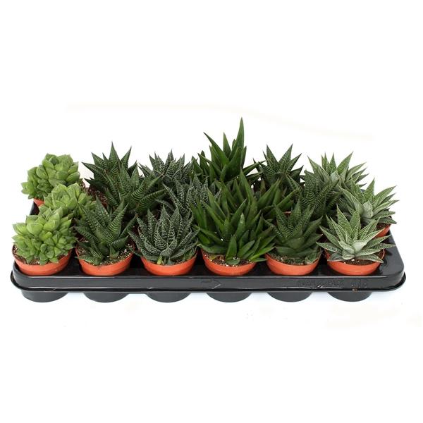 Горшечные цветы и растения оптом Haworthia Mix от 12шт (для телеги) из Голландии с доставкой по России