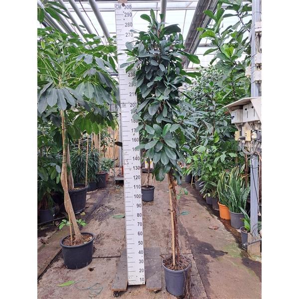 Горшечные цветы и растения оптом Ficus Cyathistipula Twisted Stam от 1шт из Голландии с доставкой по России