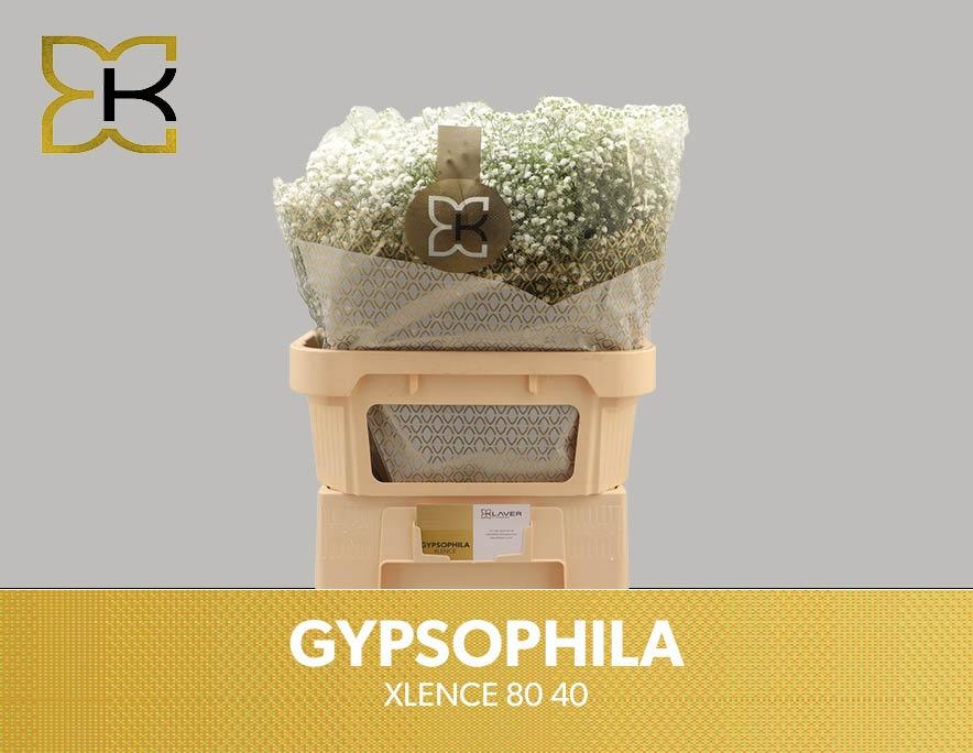 Срезанные цветы оптом Gyps xlence от 50шт из Голландии с доставкой по России