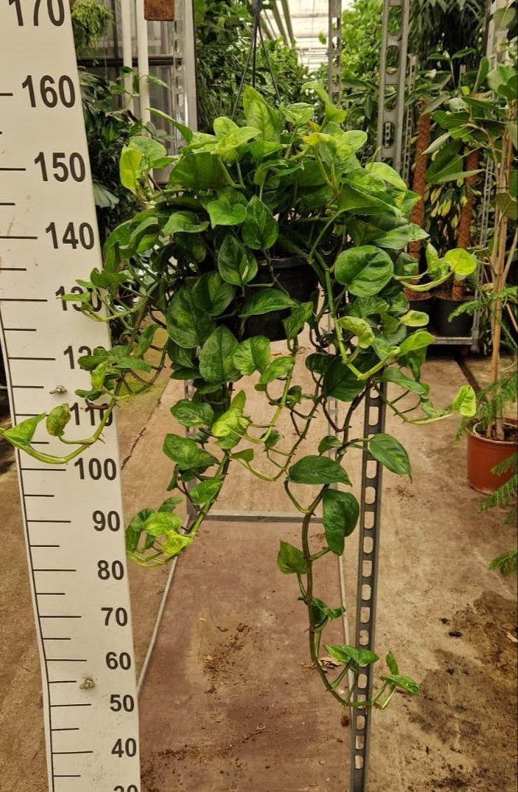 Горшечные цветы и растения оптом Epipremnum Global Green Hangplant 100 от 2шт из Голландии с доставкой по России