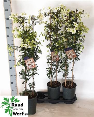 Горшечные цветы и растения оптом Clem Avalanche от 3шт из Голландии с доставкой по России