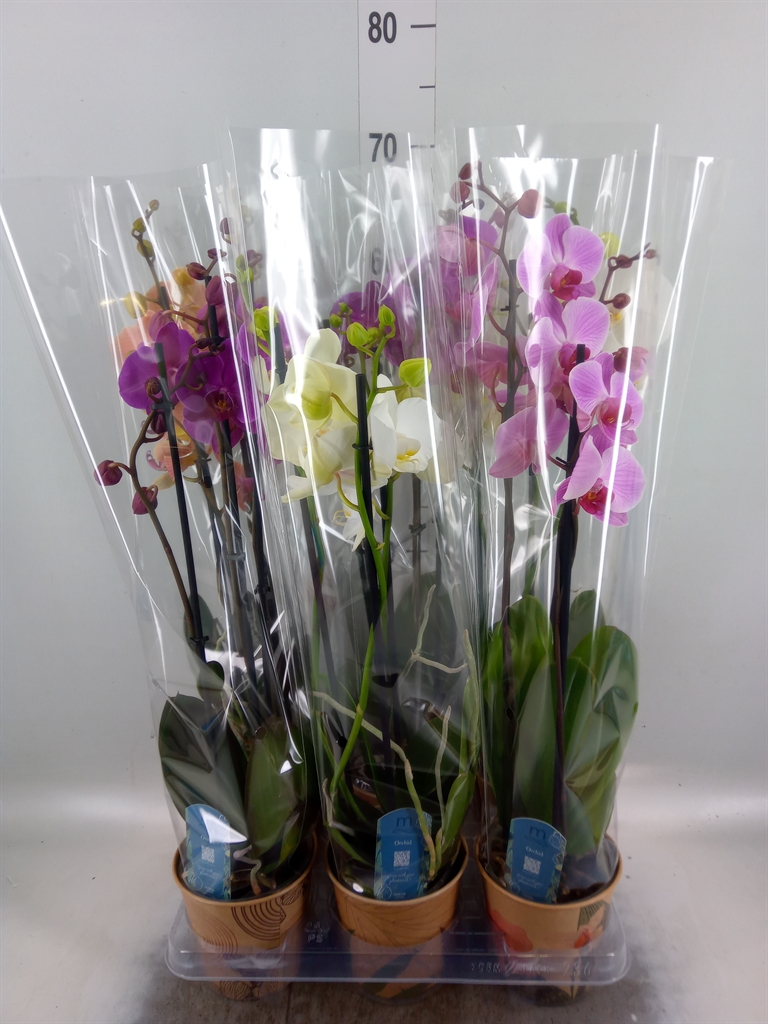 Горшечные цветы и растения оптом Phalaenopsis   ...mix  5 от 6шт из Голландии с доставкой по России