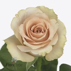 Срезанные цветы оптом Rosa large quicksand от 60шт из Голландии с доставкой по России