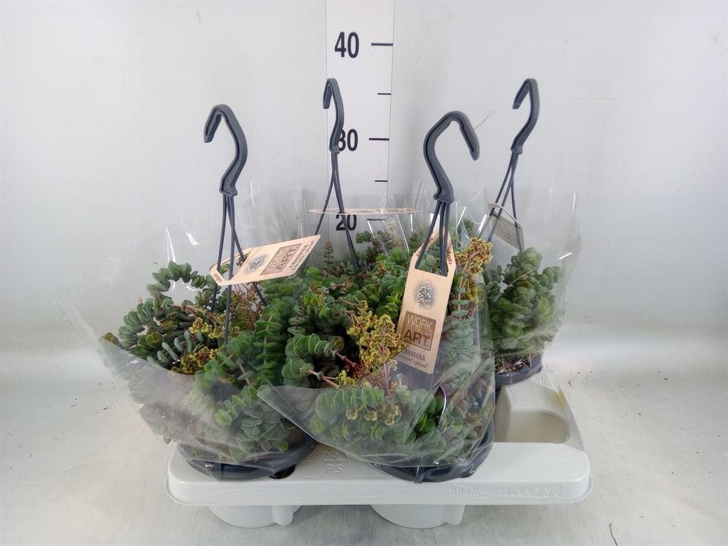 Горшечные цветы и растения оптом Crassula Marnieriana от 4шт из Голландии с доставкой по России