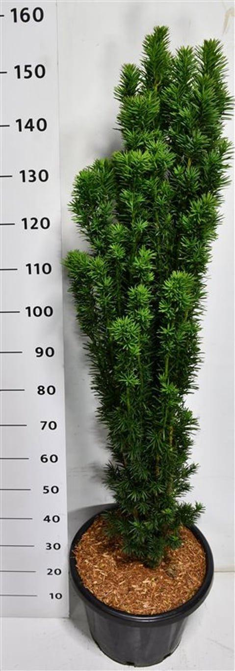Горшечные цветы и растения оптом Taxus B. fastigiata Robusta от 1шт из Голландии с доставкой по России