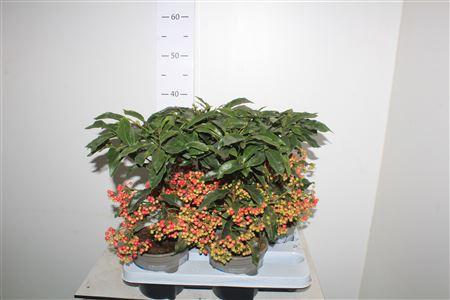 Горшечные цветы и растения оптом Ardis Crenata 44+ от 4шт из Голландии с доставкой по России