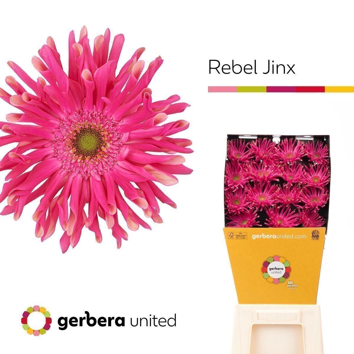 Срезанные цветы оптом Gerbera diamond rebel jinx от 15шт. из Голландии с доставкой по России
