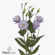 Срезанные цветы оптом Lisianthus do stracciatella lavender от 50шт из Голландии с доставкой по России