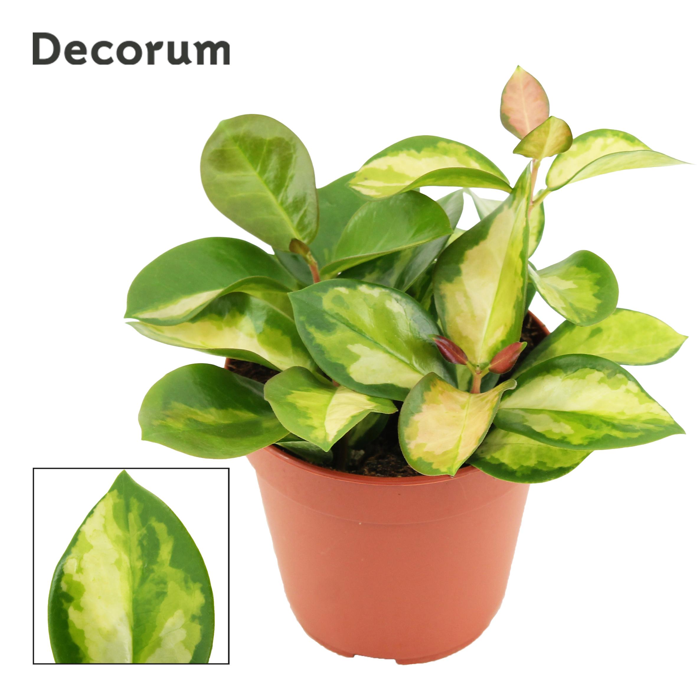 Горшечные цветы и растения оптом Hoya Australis Lisa (decorum) от 10шт из Голландии с доставкой по России