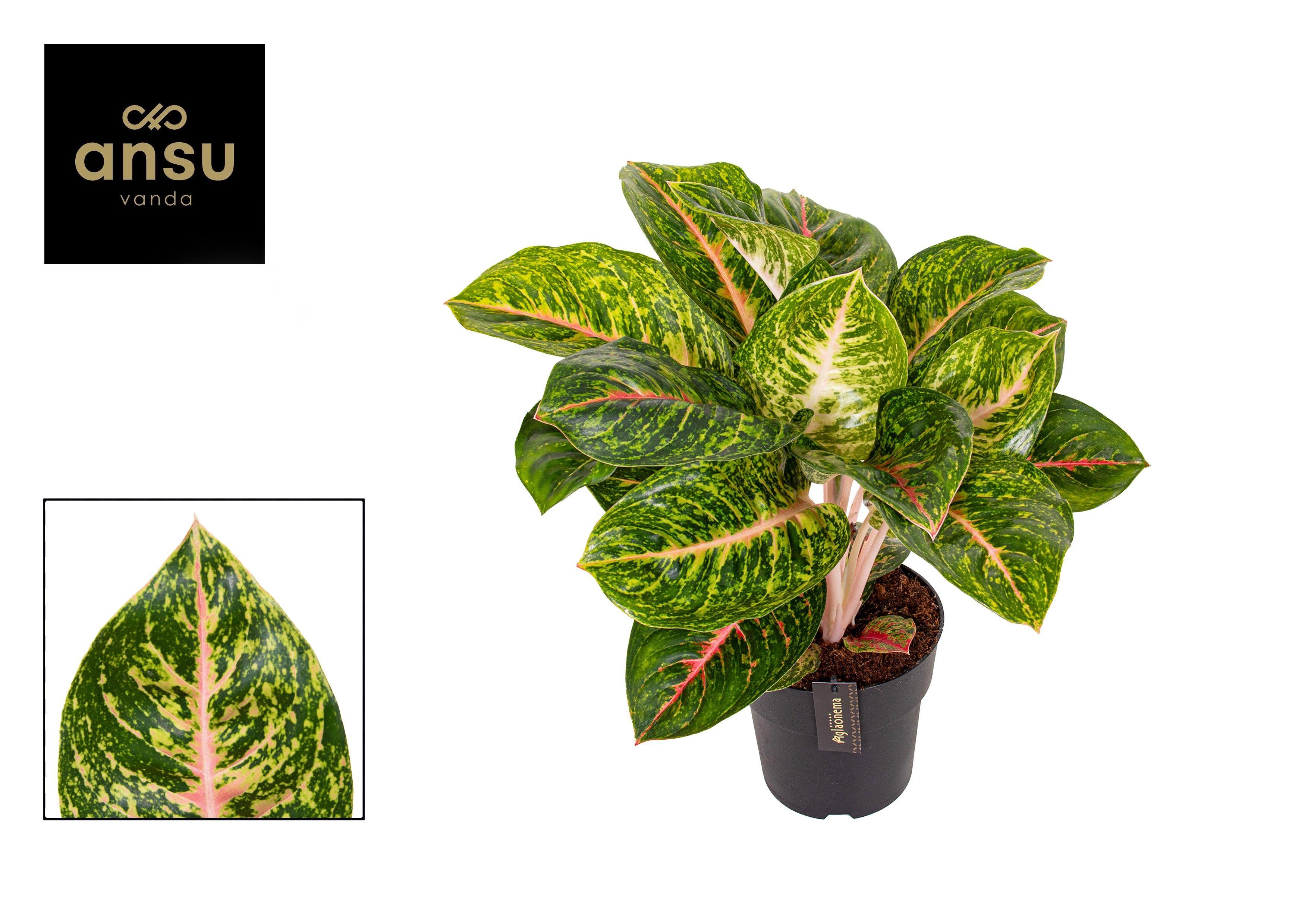 Горшечные цветы и растения оптом Aglaonema Green Spring Red от 3шт из Голландии с доставкой по России