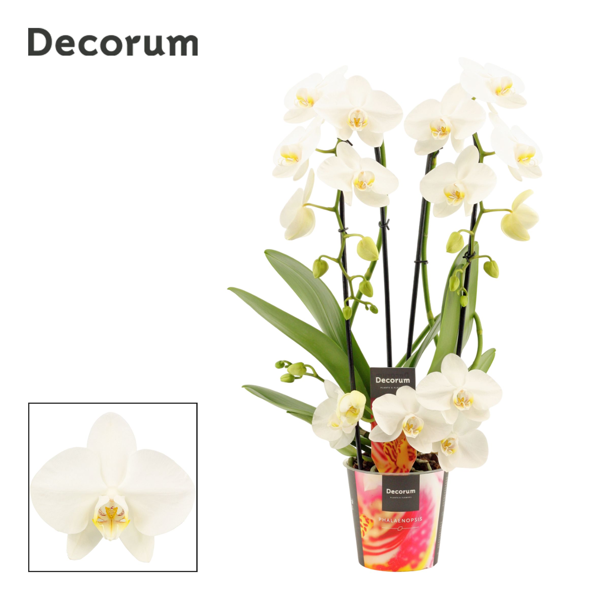 Горшечные цветы и растения оптом Phalaenopsis Twirl Wit (decorum) от 6шт из Голландии с доставкой по России